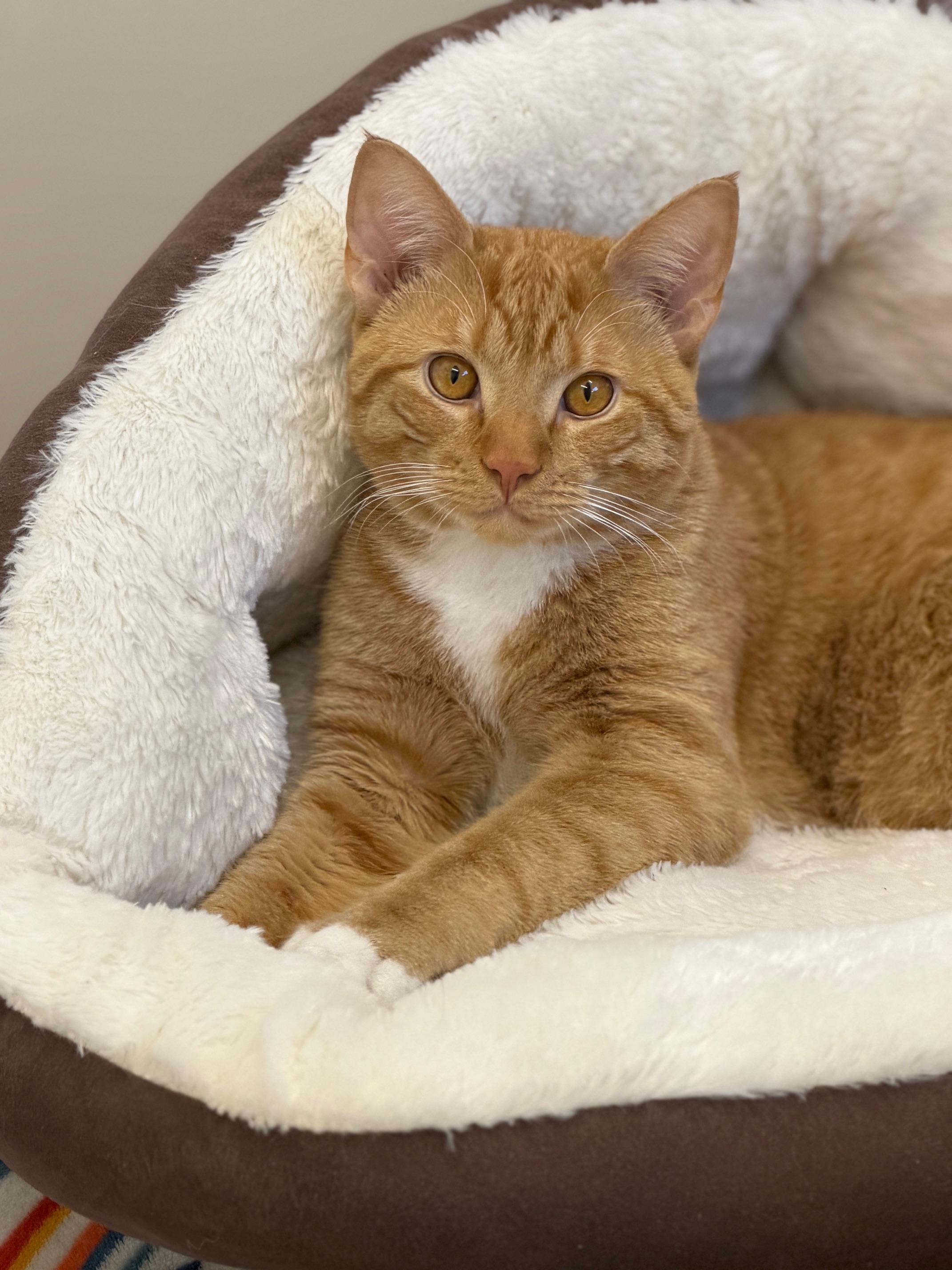 Enlarge Percy, an adopted Domestic Short Hair in Gardnerville, NV image 1/6