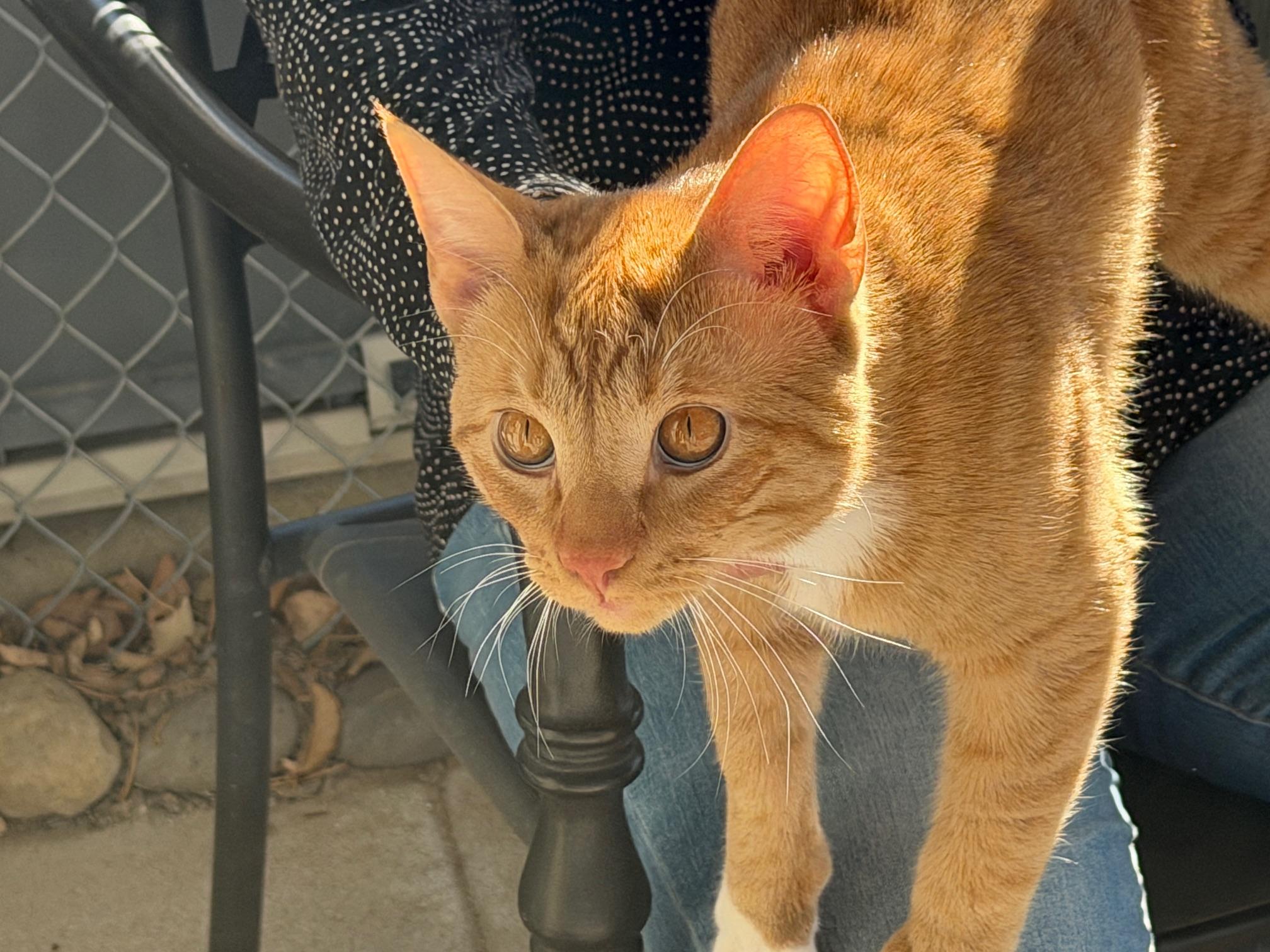 Enlarge Percy, an adopted Domestic Short Hair in Gardnerville, NV image 4/6