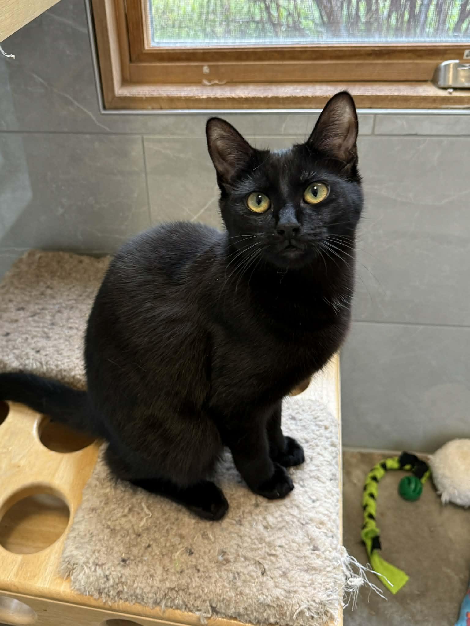 Enlarge Brooks, a Adoptable Domestic Short Hair in Elizabethtown, NY image 1/1