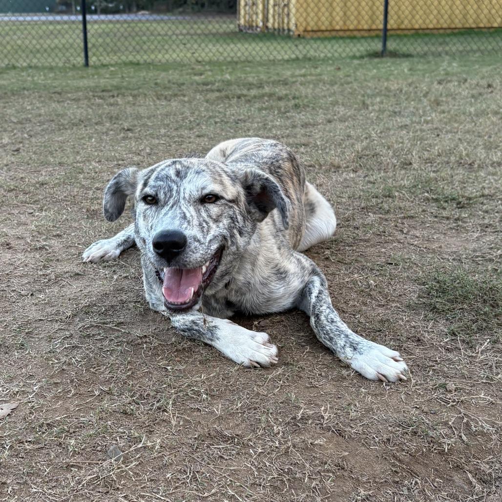 NuBella, Adoptable, Young Female Shepherd & Catahoula Leopard Dog.