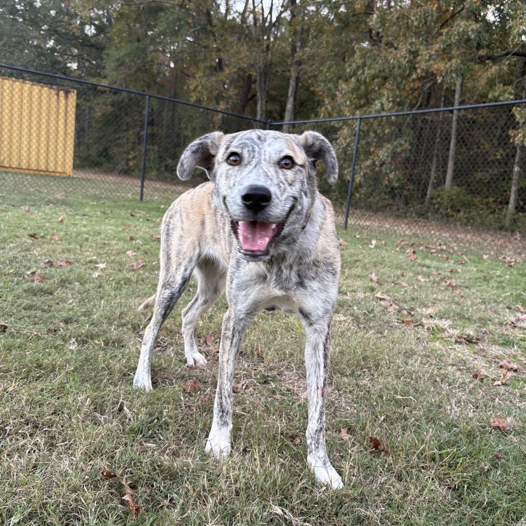 Enlarge NuBella, a Adoptable mixed breed in Cabot, AR image 4/5