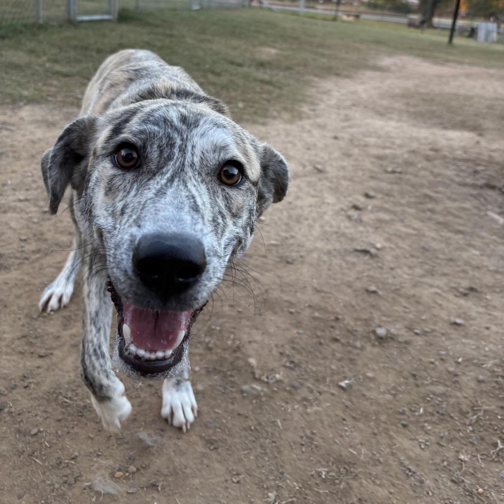 Enlarge NuBella, a Adoptable mixed breed in Cabot, AR image 5/5