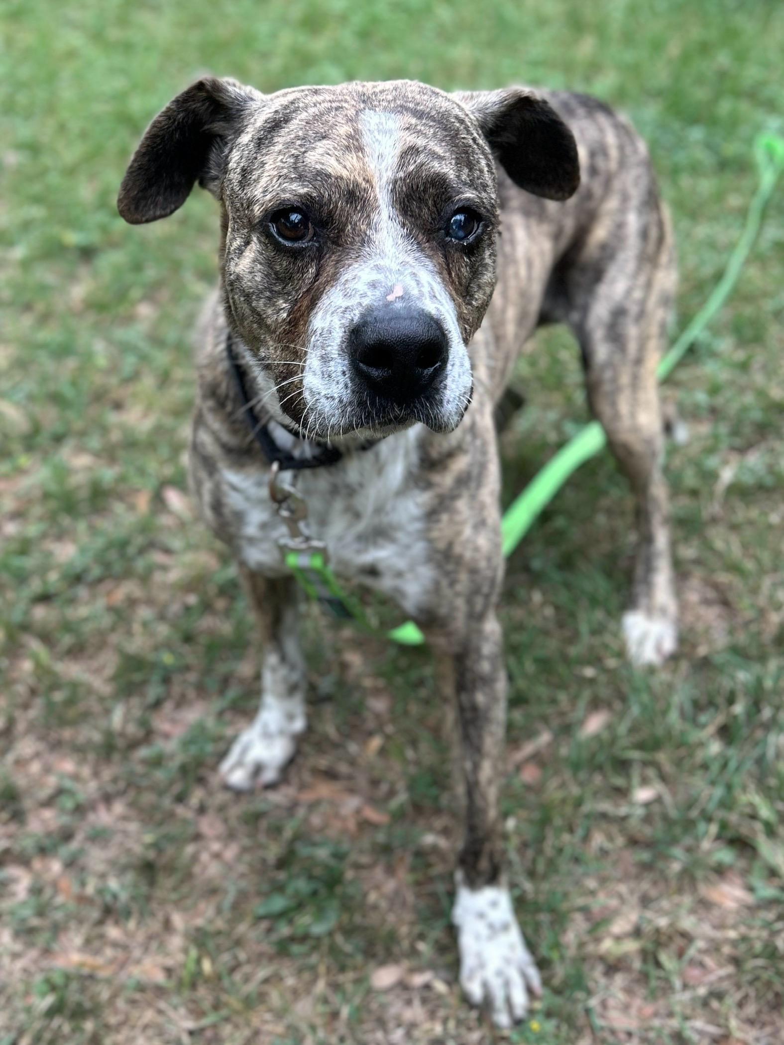 Valentino, a Adoptable mixed breed in San Antonio, TX image 1/3