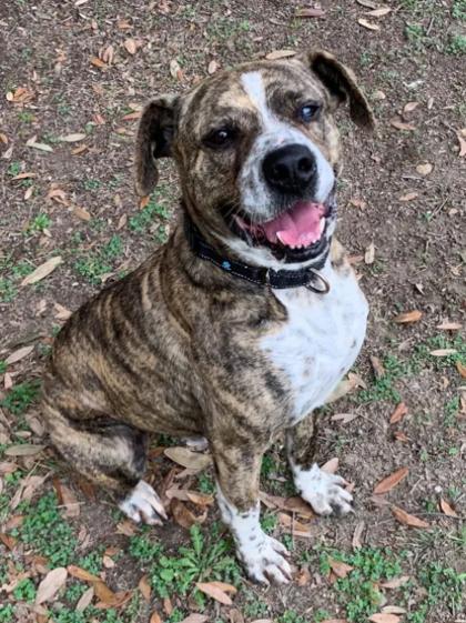 Valentino, a Adoptable mixed breed in San Antonio, TX image 2/3