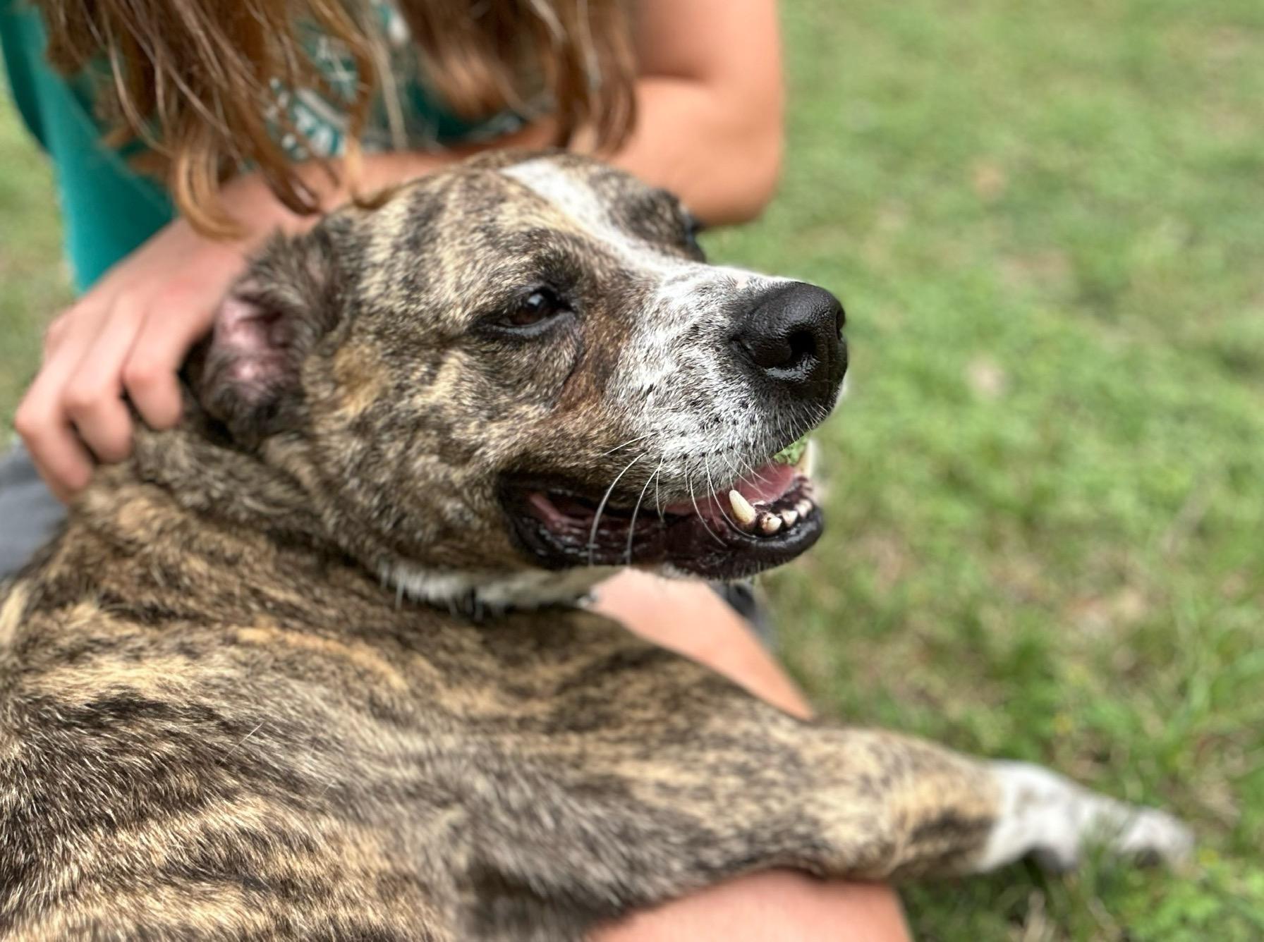 Valentino, a Adoptable mixed breed in San Antonio, TX image 3/3