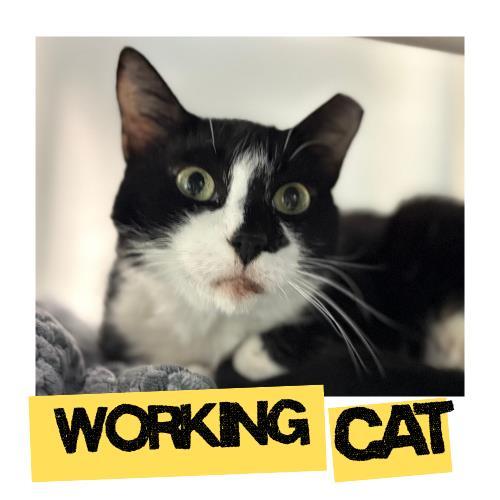 Enlarge BABY CAT, a Adoptable Domestic Short Hair in Fort Lauderdale, FL image 1/1