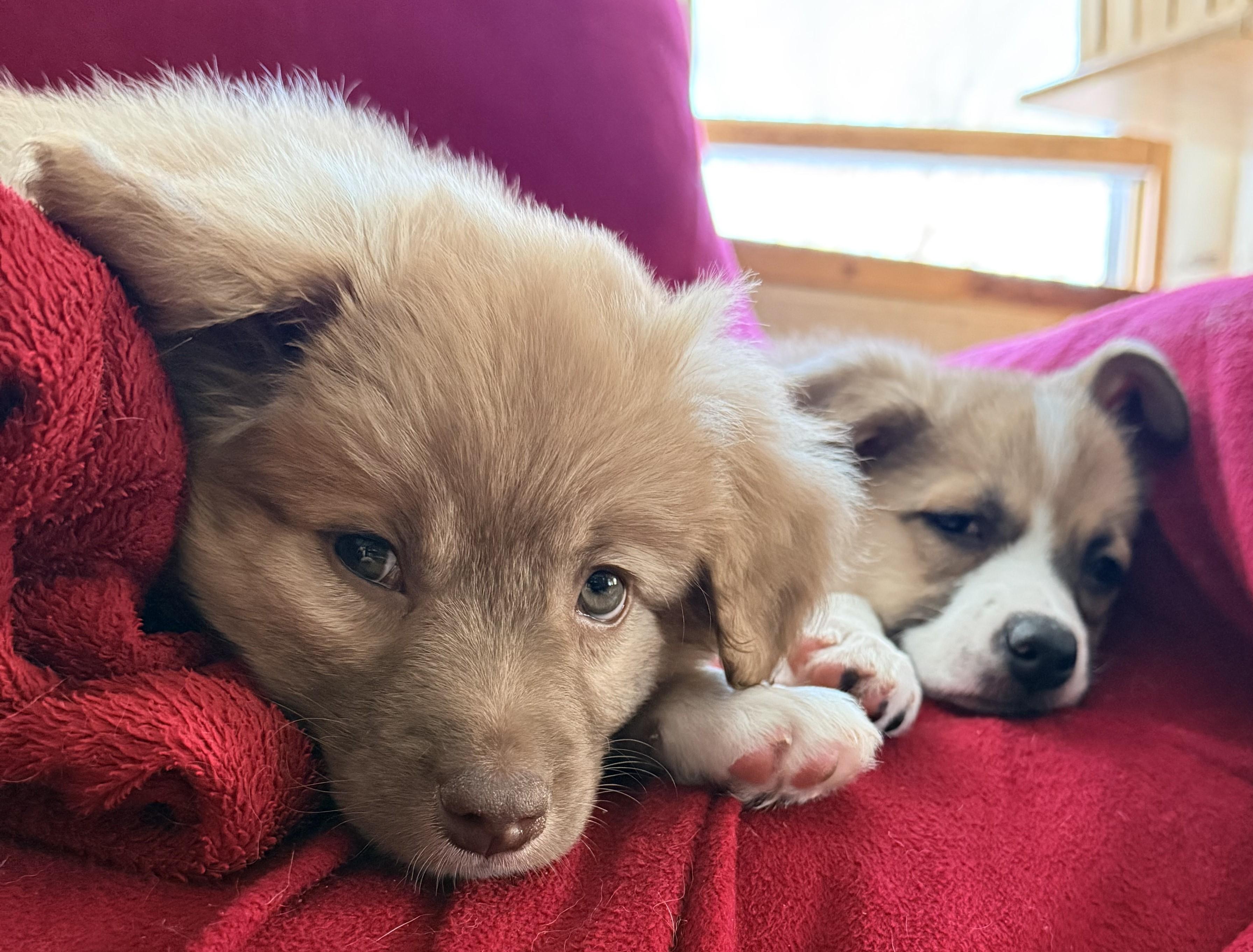 Enlarge ENOKE , an adopted mixed breed in Saint Paul, MN image 4/4