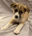 ENOKE , adopted, Puppy Female Australian Shepherd & German Shepherd Dog.