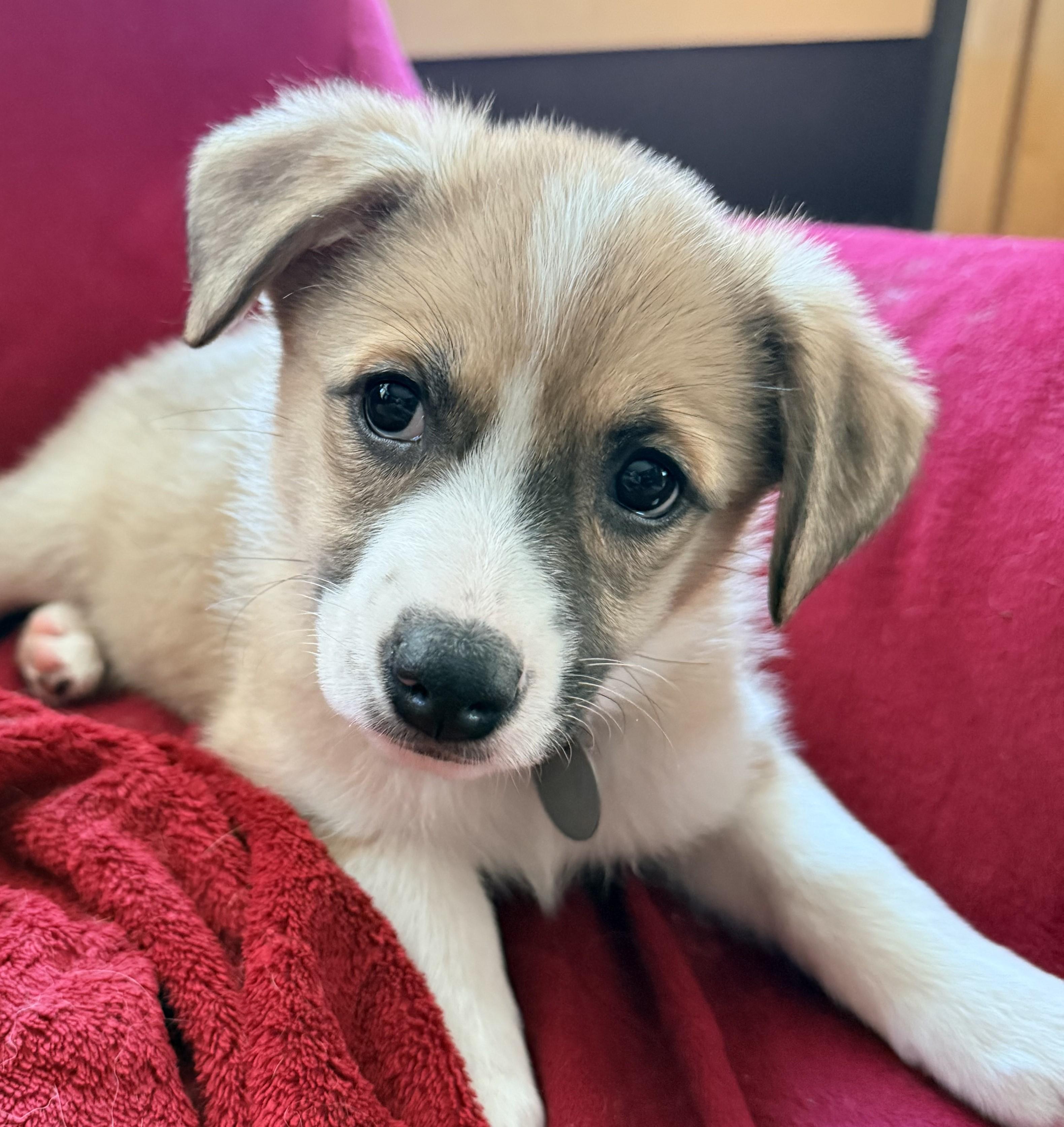 Enlarge ENOKE , an adopted mixed breed in Saint Paul, MN image 3/4