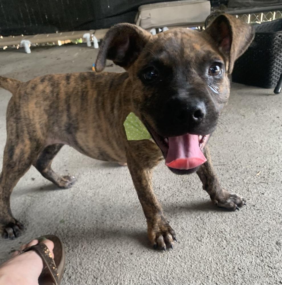 Danica, Adoptable, Puppy Female Boxer.