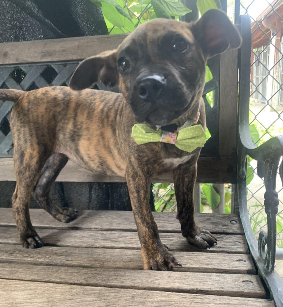 Danica, a Adoptable Boxer in Marietta, GA image 2/6