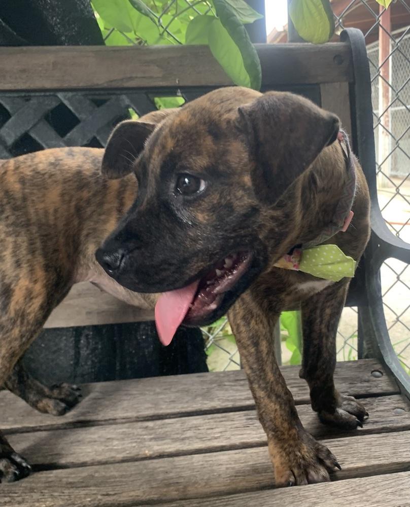 Danica, a Adoptable Boxer in Marietta, GA image 3/6