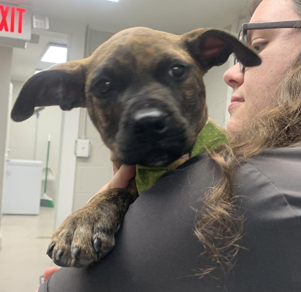 Danica, a Adoptable Boxer in Marietta, GA image 4/6