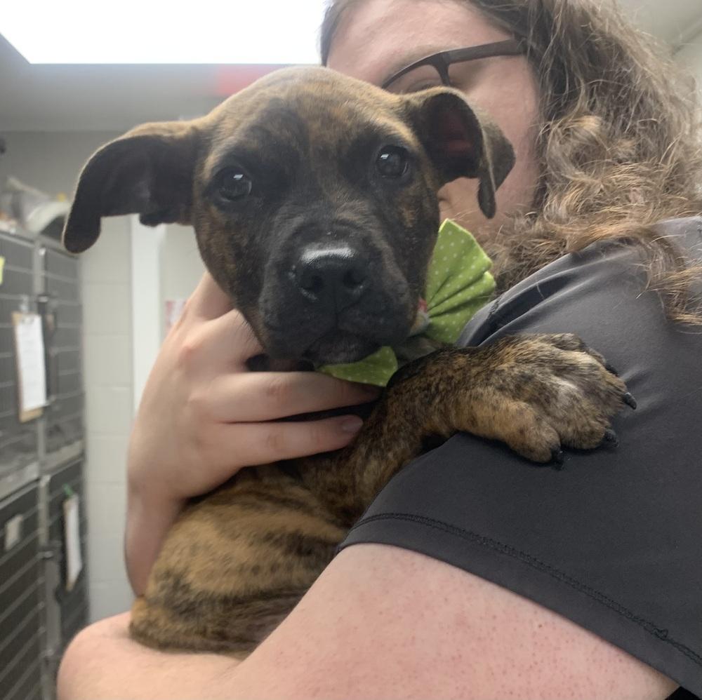 Danica, a Adoptable Boxer in Marietta, GA image 5/6