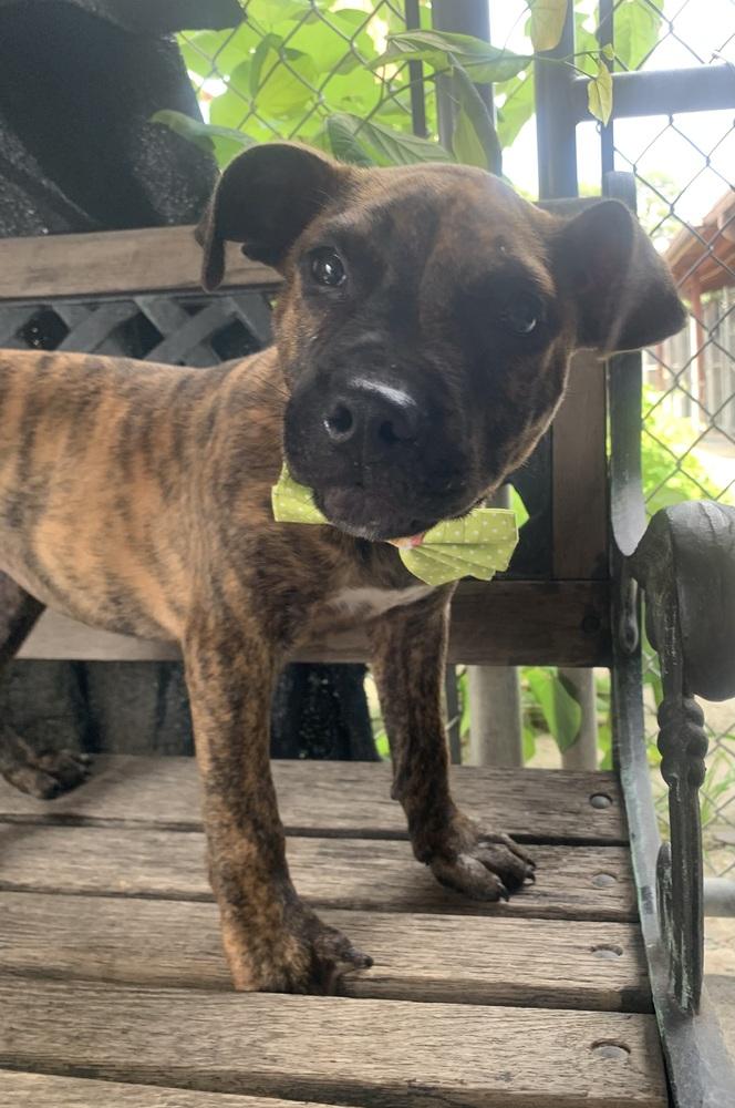 Danica, a Adoptable Boxer in Marietta, GA image 6/6
