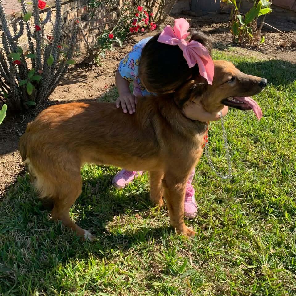 Enlarge Coquette, an adopted mixed breed in Scarsdale, NY image 3/3