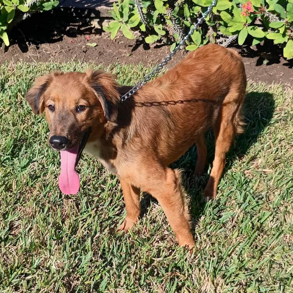 Enlarge Coquette, an adopted mixed breed in Scarsdale, NY image 2/3