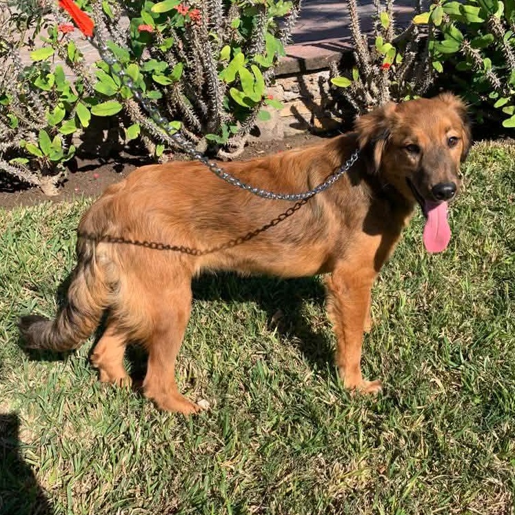 Enlarge Coquette, an adopted mixed breed in Scarsdale, NY image 1/3