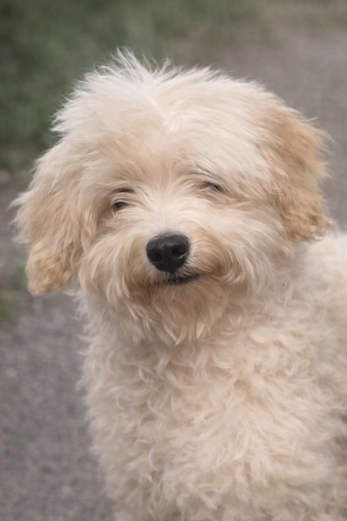 Gwendolyn, Adopted, Puppy Female Maltese & Mixed Breed.