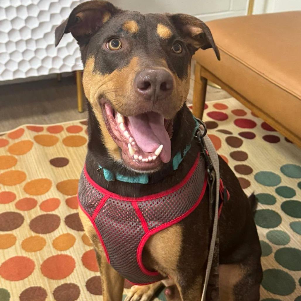 Reece, a Adoptable Doberman Pinscher in Pensacola, FL image 1/6