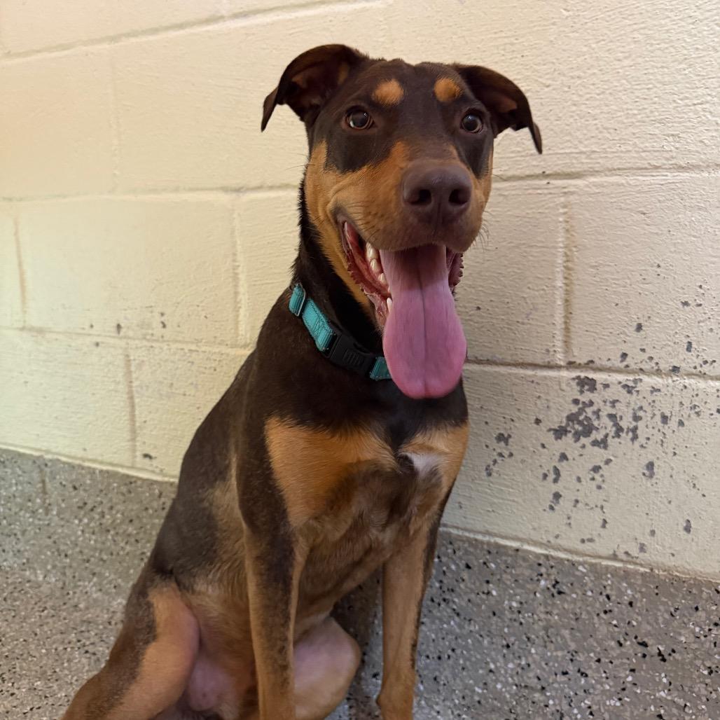 Reece, a Adoptable Doberman Pinscher in Pensacola, FL image 2/6