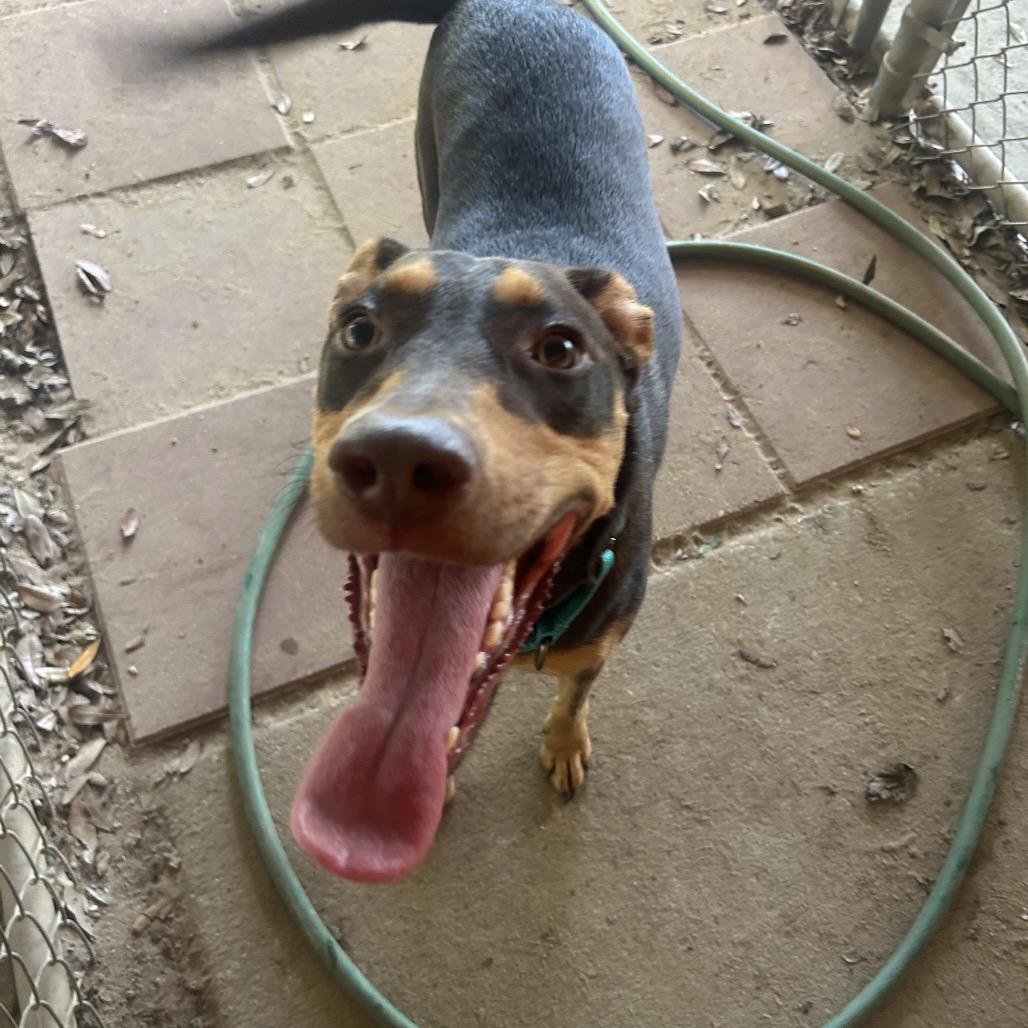 Reece, a Adoptable Doberman Pinscher in Pensacola, FL image 3/6