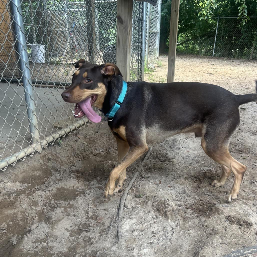 Reece, a Adoptable Doberman Pinscher in Pensacola, FL image 4/6