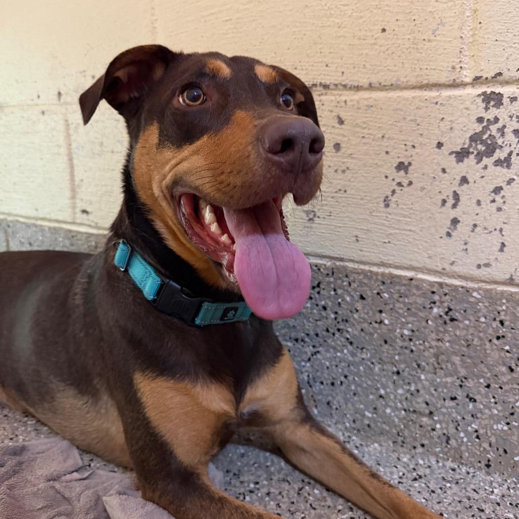 Reece, a Adoptable Doberman Pinscher in Pensacola, FL image 5/6