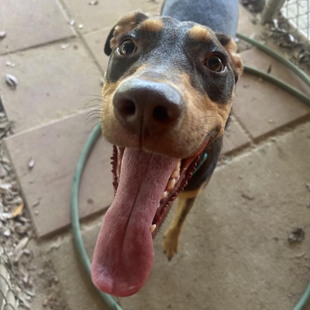 Reece, a Adoptable Doberman Pinscher in Pensacola, FL image 6/6
