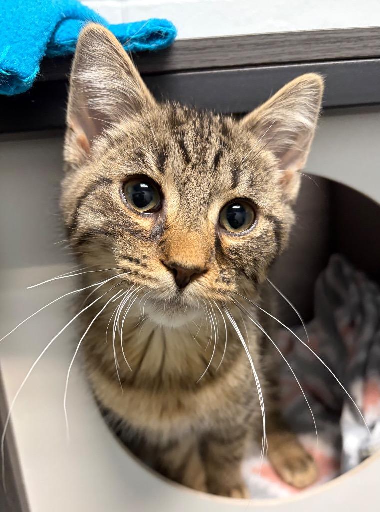 Enlarge Cosmo, a Adoptable mixed breed in Huntington, IN image 1/2