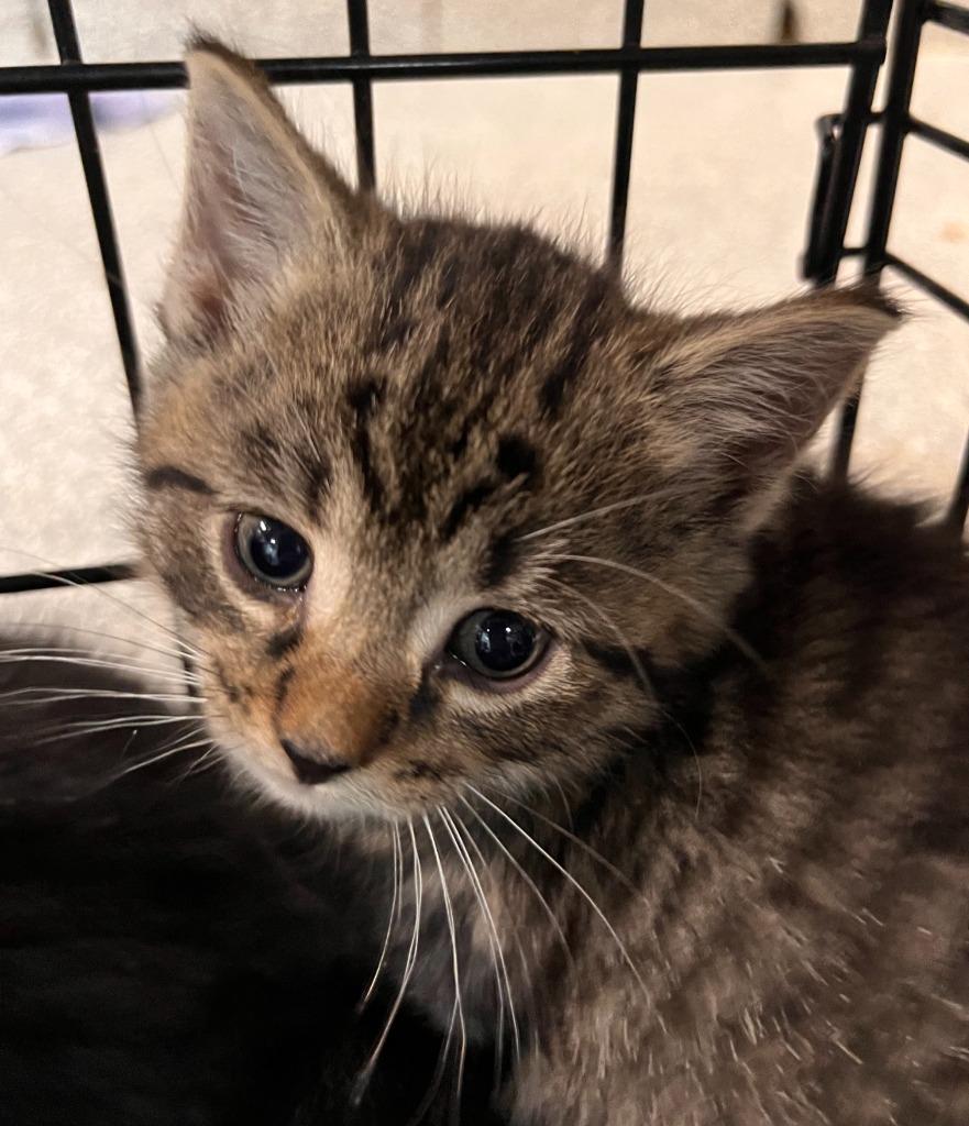 Enlarge Cosmo, a Adoptable mixed breed in Huntington, IN image 2/2