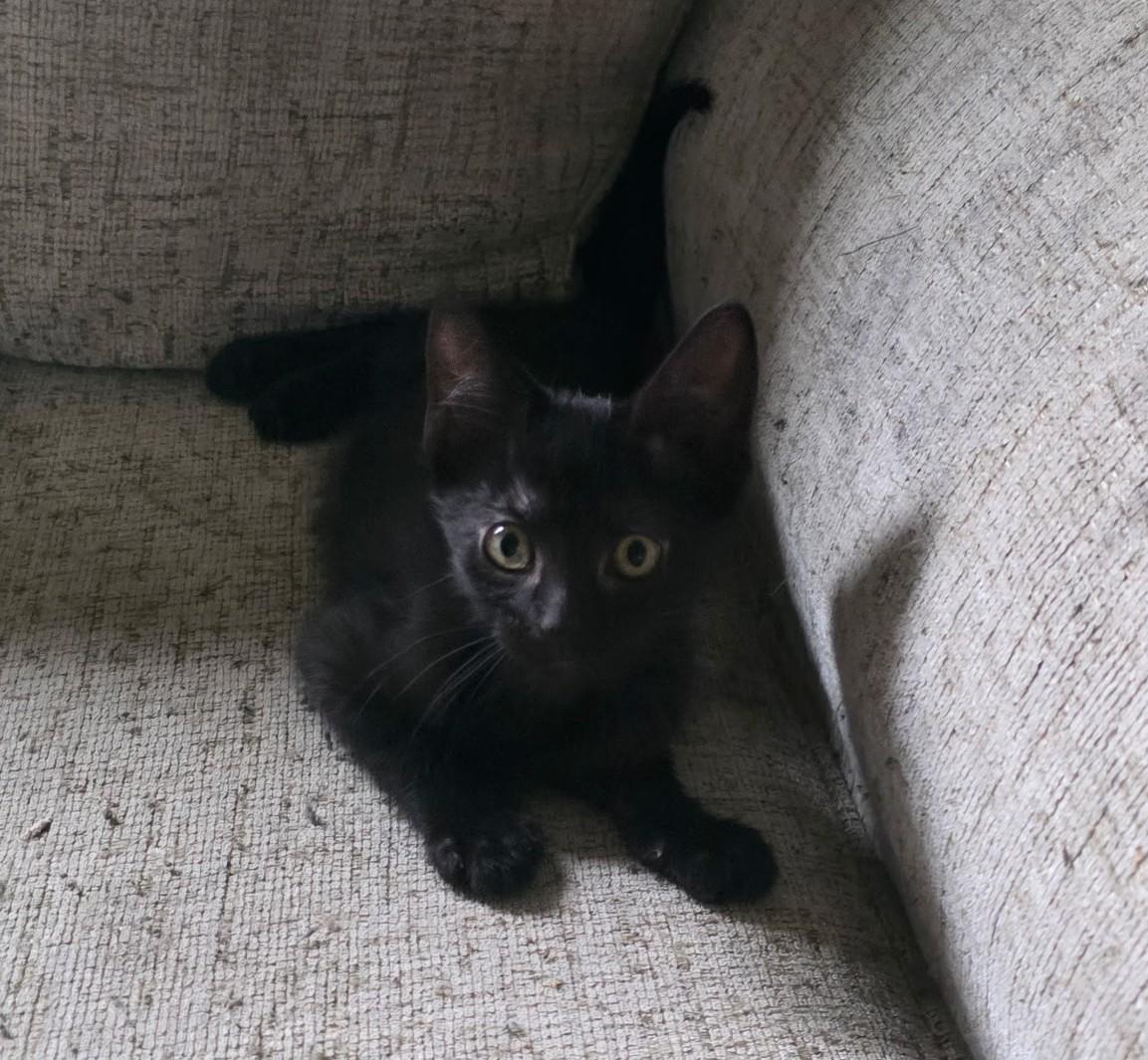 BINX, ADOPTABLE, Young Male Domestic Short Hair.
