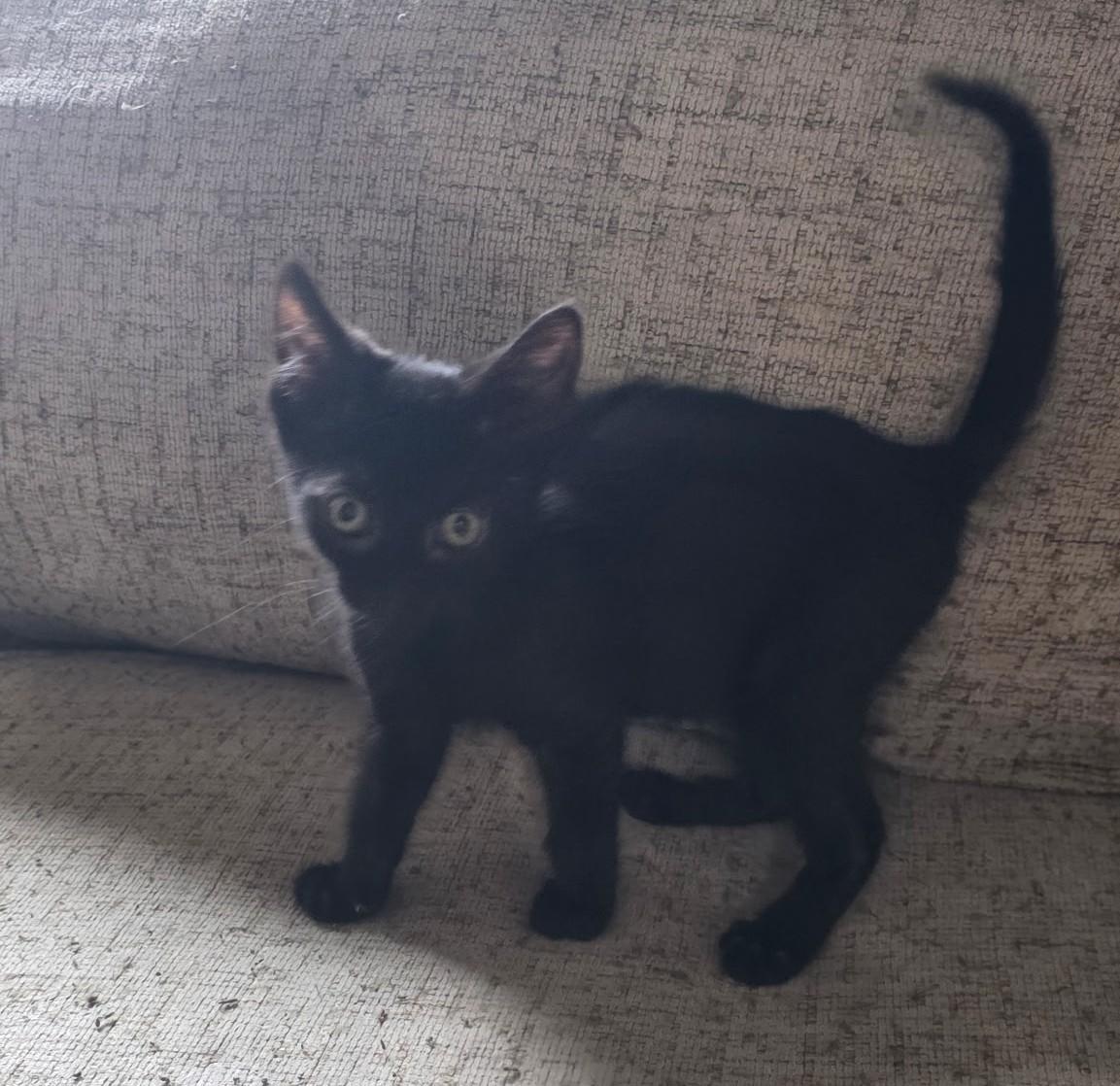 BINX, a ADOPTABLE Domestic Short Hair in Chicago Ridge, IL image 4/4