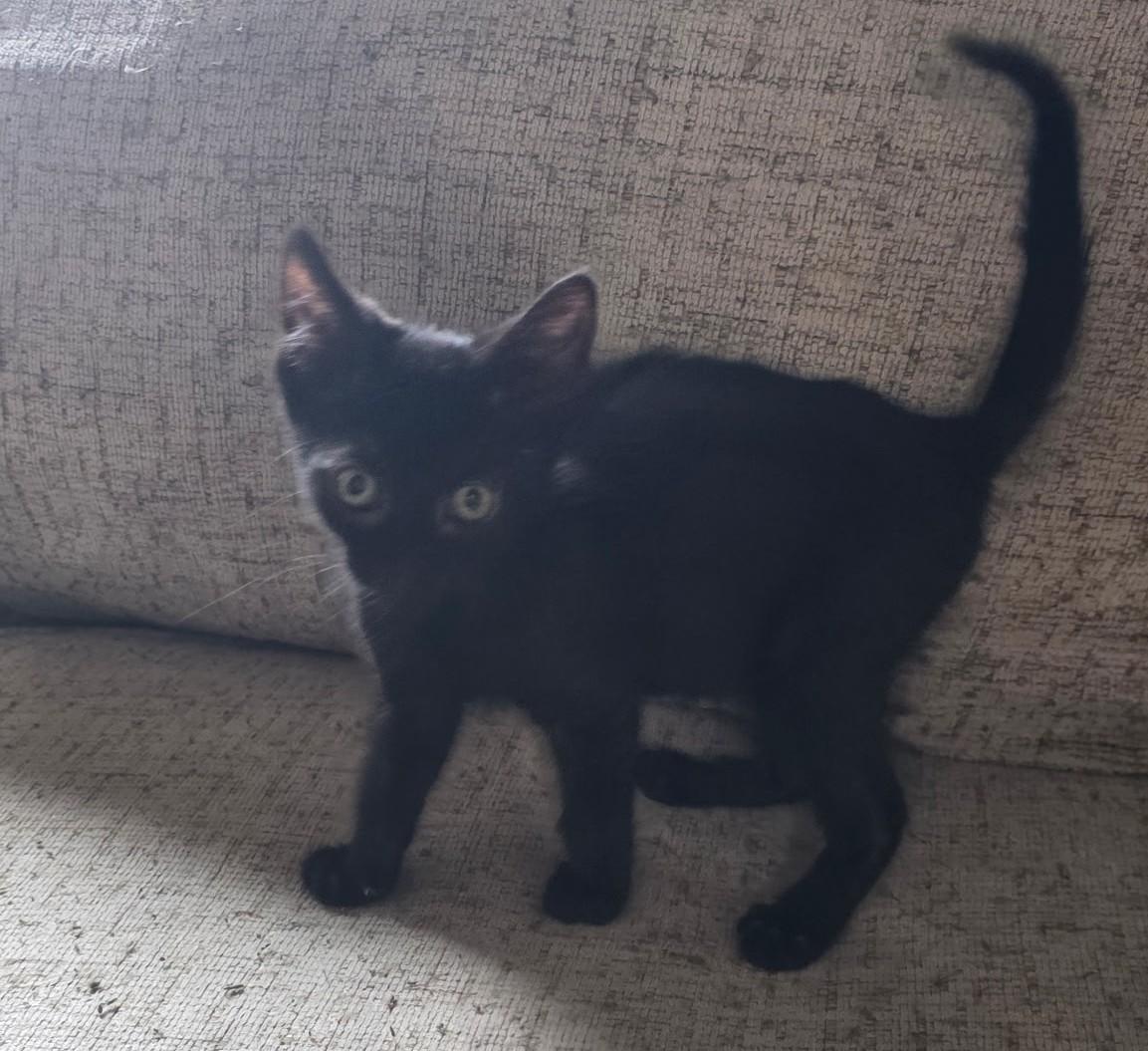 BINX, a ADOPTABLE Domestic Short Hair in Chicago Ridge, IL image 2/4