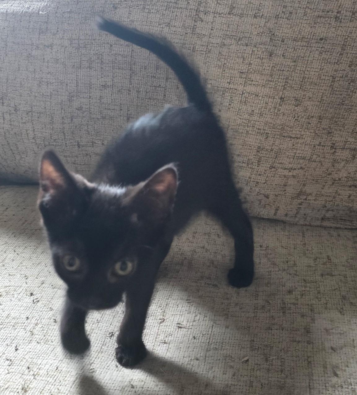 BINX, a ADOPTABLE Domestic Short Hair in Chicago Ridge, IL image 3/4