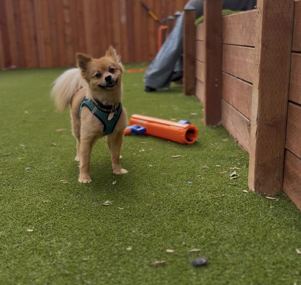 lucille ball, Adoptable, Adult Female Pomeranian.