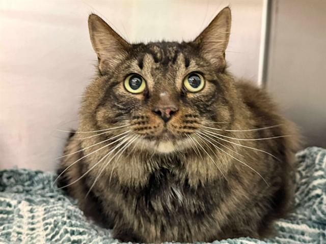 Ziggy, Adoptable, Adult Male Domestic Medium Hair.