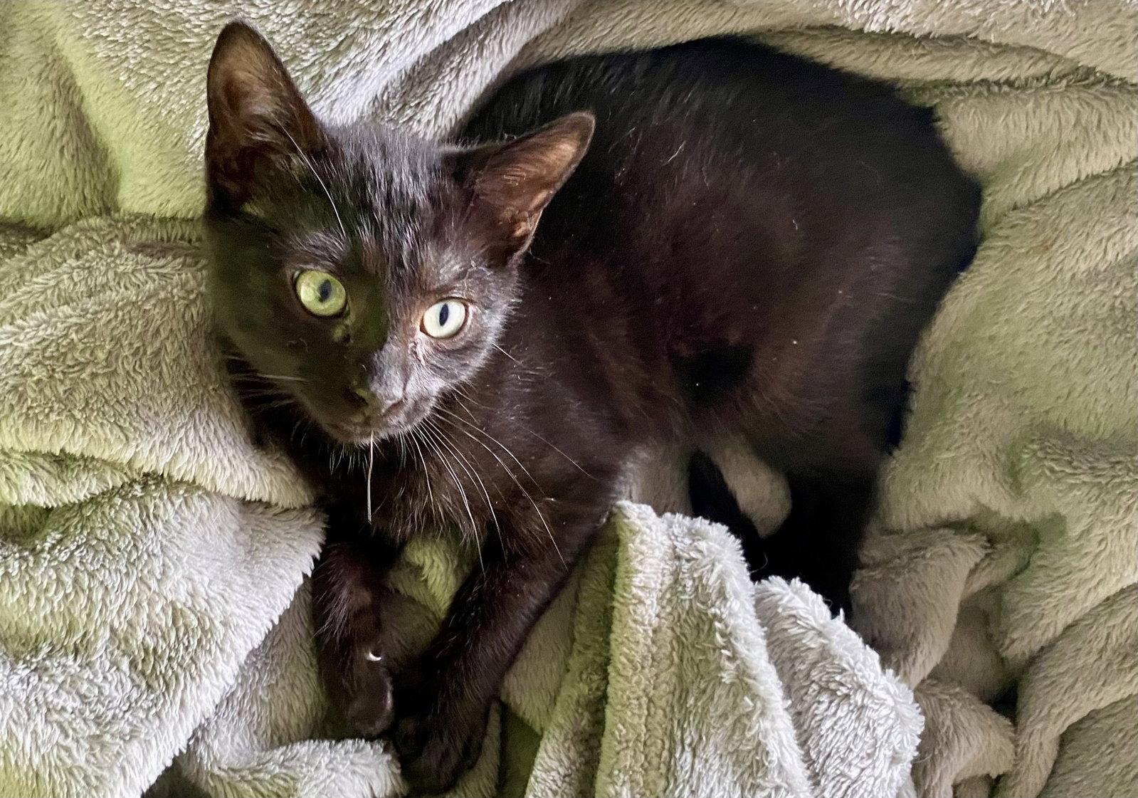 Hazel, Adoptable, Kitten Female Domestic Short Hair.