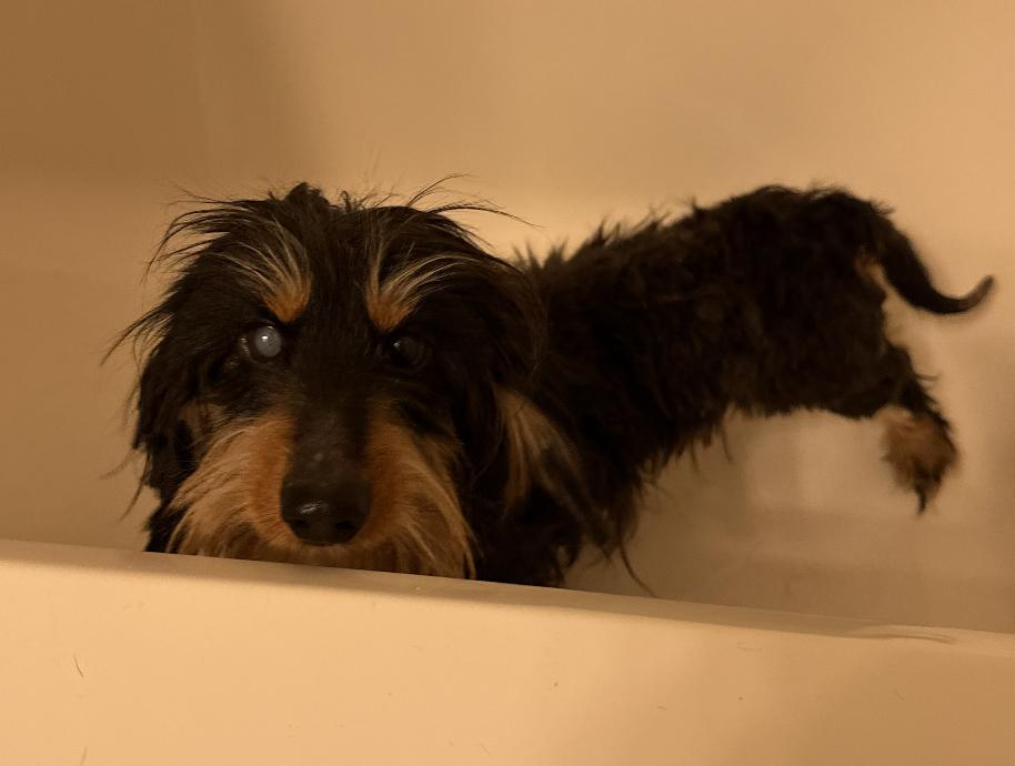 Benito 2, Adoptable, Adult Male Dachshund.