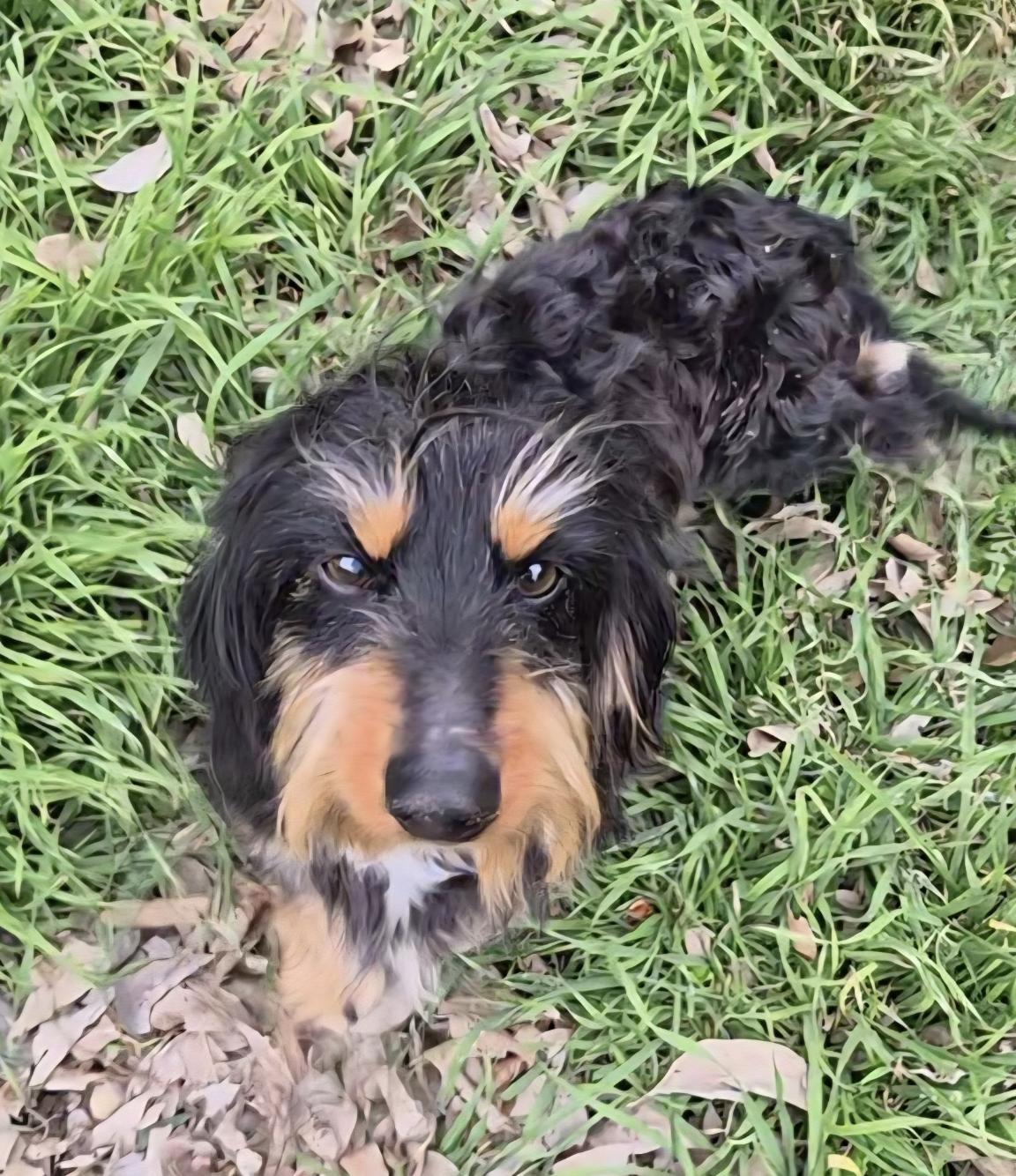 Benito 2, Adoptable, Adult Male Dachshund.