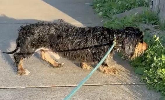 Enlarge Benito 2, a Adoptable Dachshund in Arlington, TX image 3/3