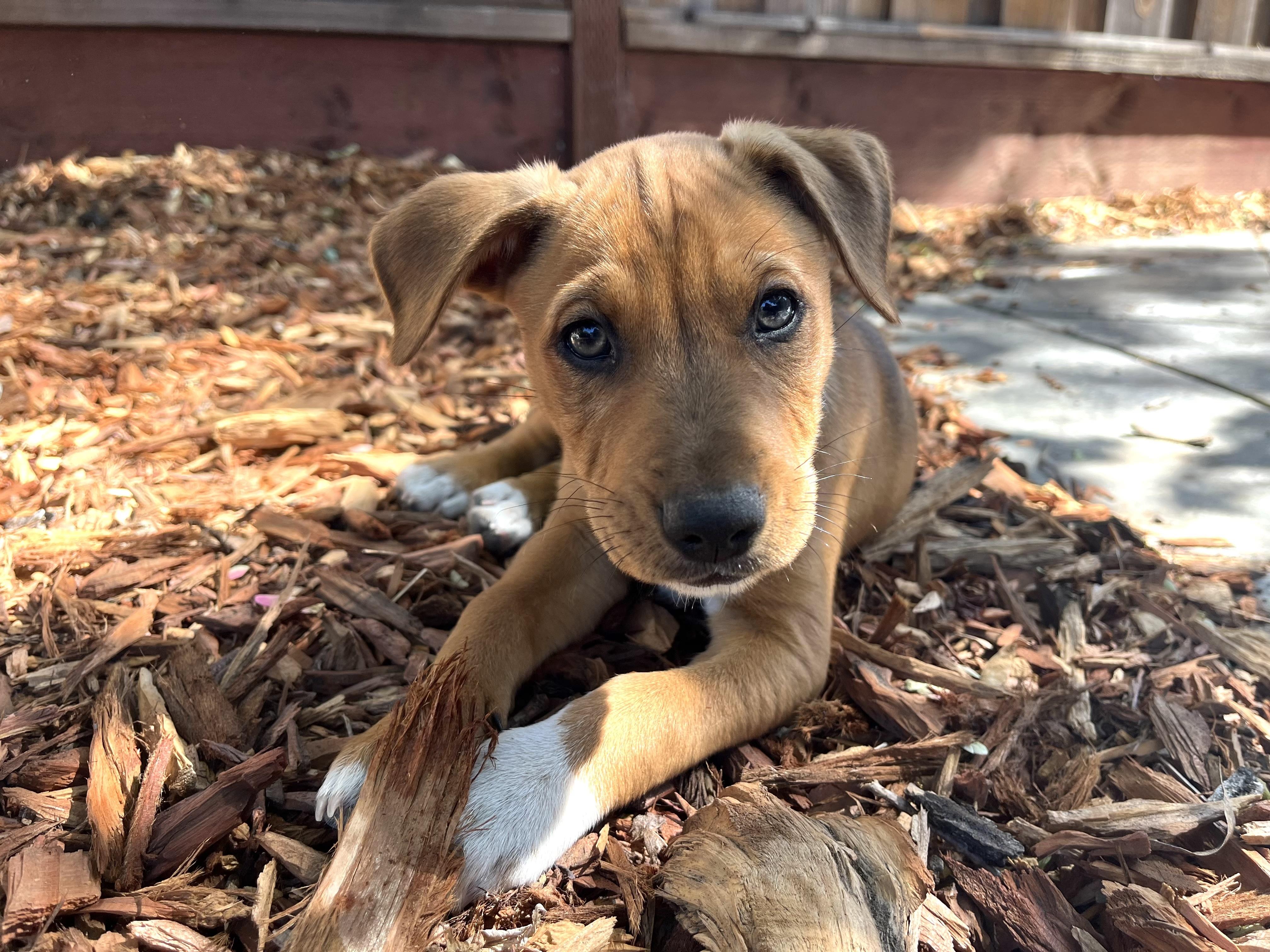 Salty Dog Litter_Harbor Terrier Dog