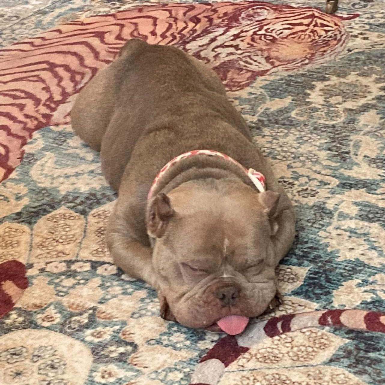 Enlarge Molly, a Adoptable French Bulldog in Hillsborough , NC image 1/3