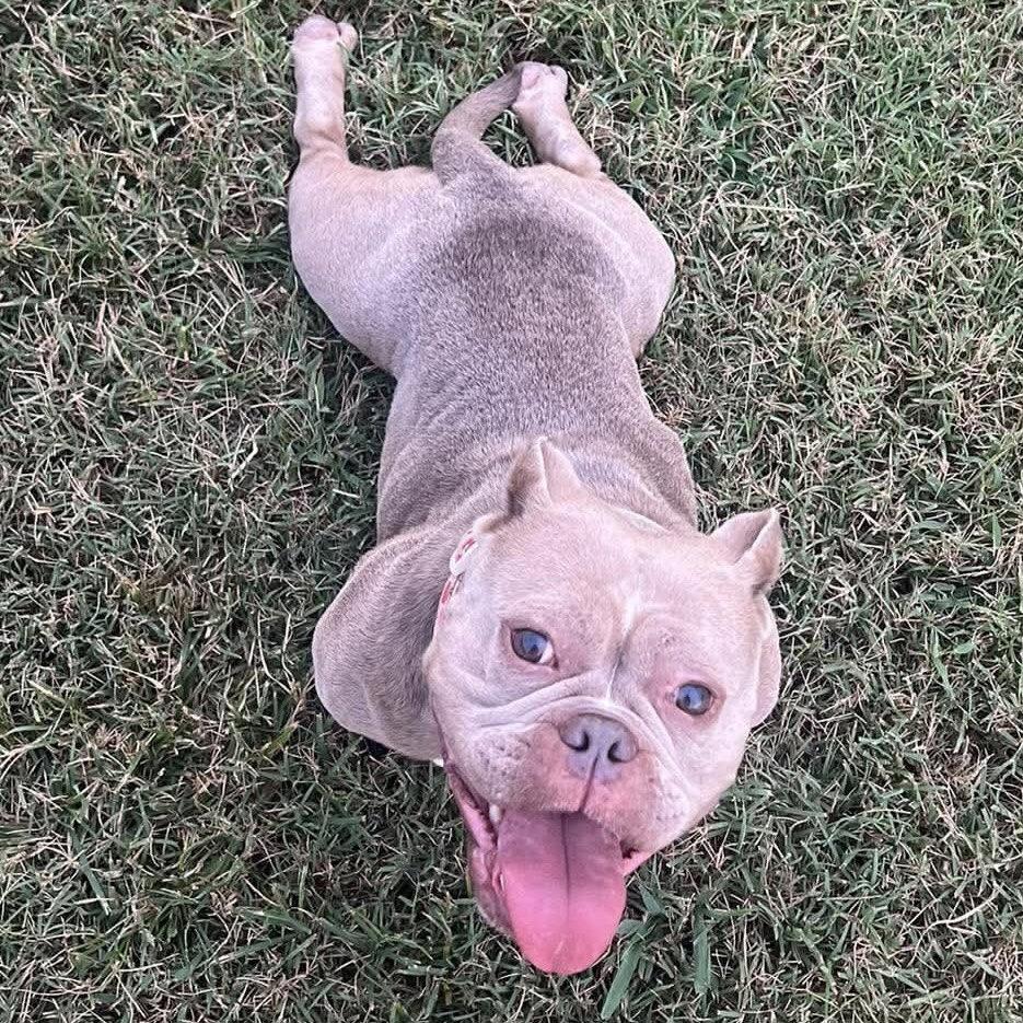 Enlarge Molly, a Adoptable French Bulldog in Hillsborough , NC image 2/3