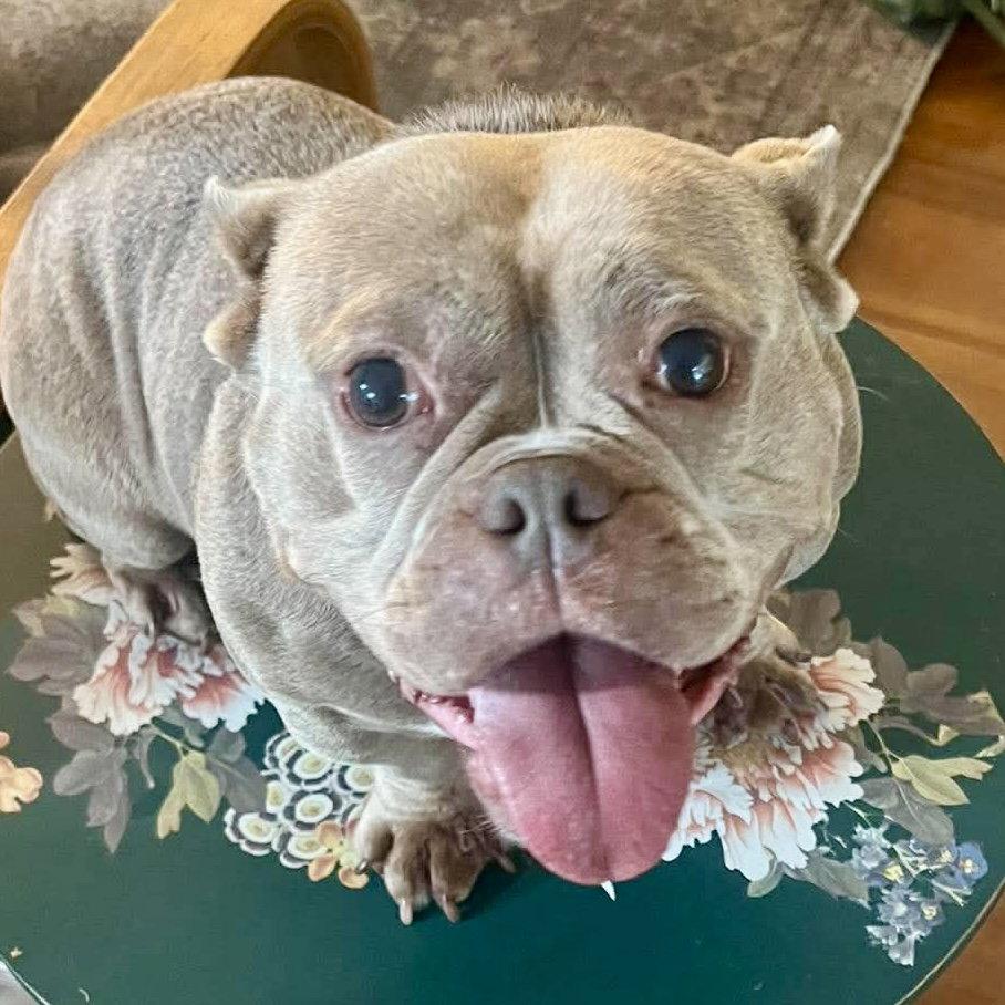 Enlarge Molly, a Adoptable French Bulldog in Hillsborough , NC image 3/3