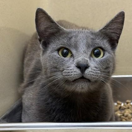 Lilah, ADOPTABLE, Young Female Domestic Short Hair.