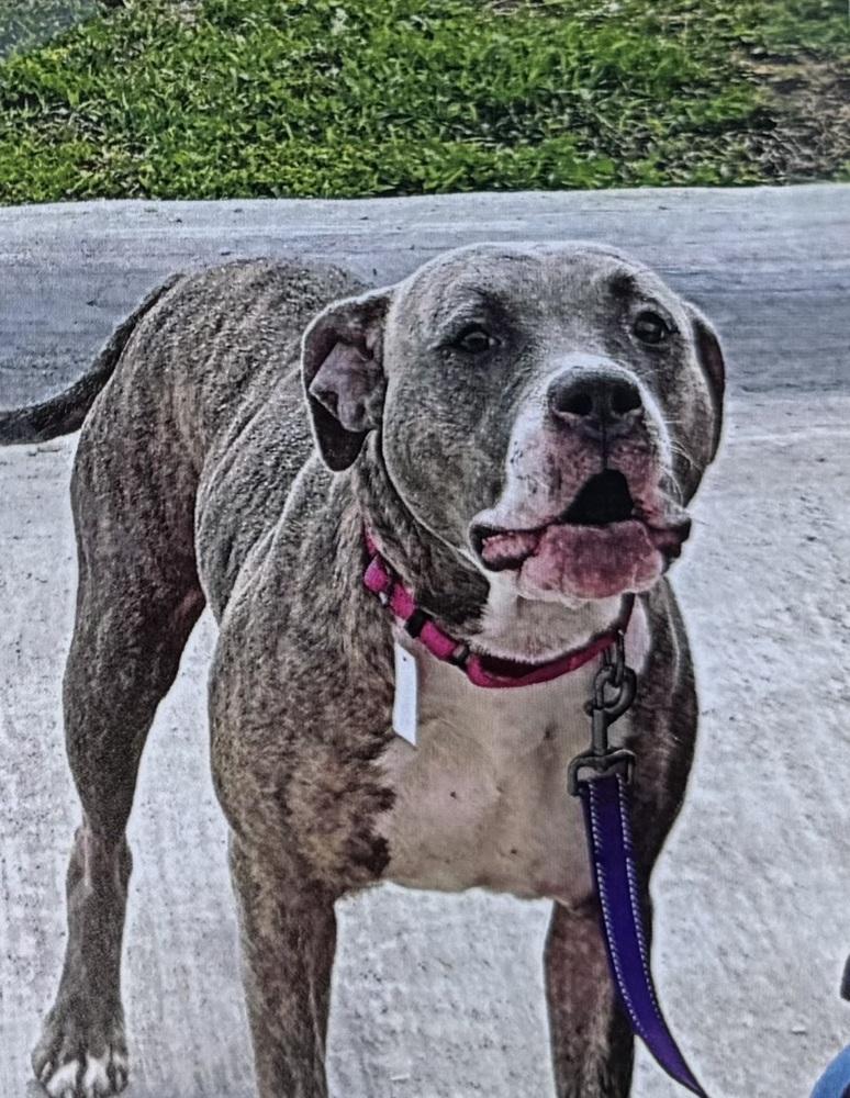 Enlarge Esker, a Adoptable mixed breed in Fort Madison, IA image 1/1