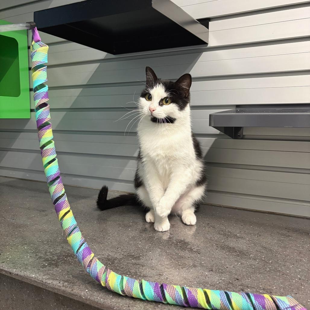Enlarge Cheeks, a Adoptable Domestic Short Hair in Hailey, ID image 2/6