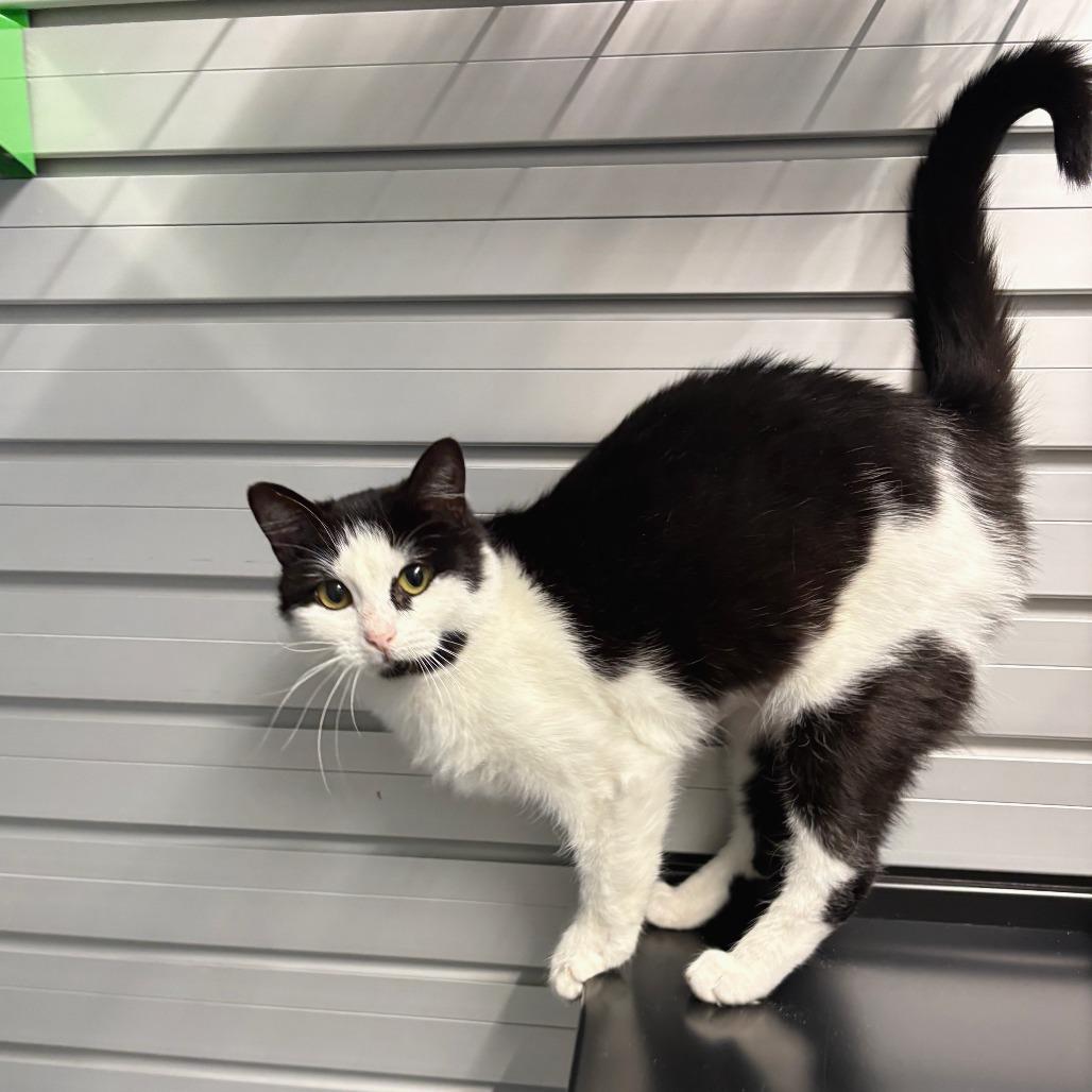 Enlarge Cheeks, a Adoptable Domestic Short Hair in Hailey, ID image 3/6