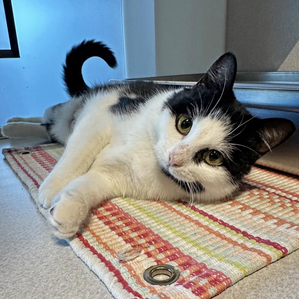 Enlarge Cheeks, a Adoptable Domestic Short Hair in Hailey, ID image 4/6